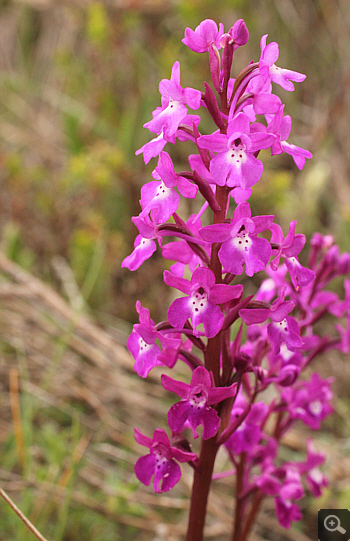 Orchis quadripunctata, Lambokambos.