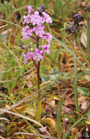 Orchis quadripunctata, Kosmas.