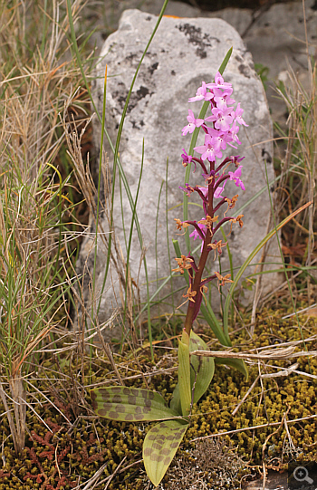 Orchis quadripunctata, Markopoulo.