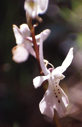 Orchis sezikiana, Gerasa.