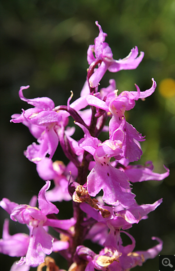 Orchis mascula ssp. signifera, Schafberg.