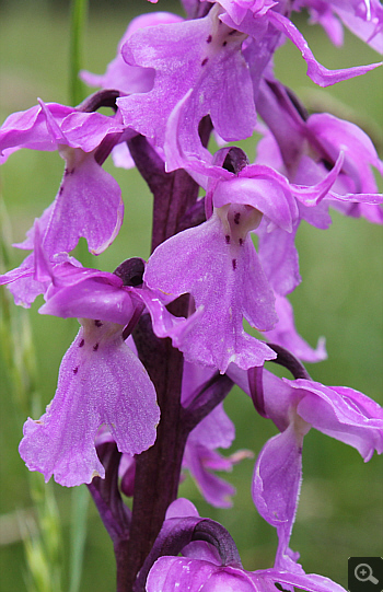 Orchis mascula ssp. signifera, Geigelstein.