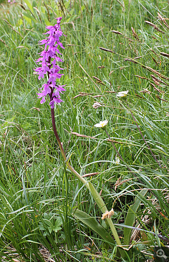 Orchis mascula ssp. signifera, Geigelstein.