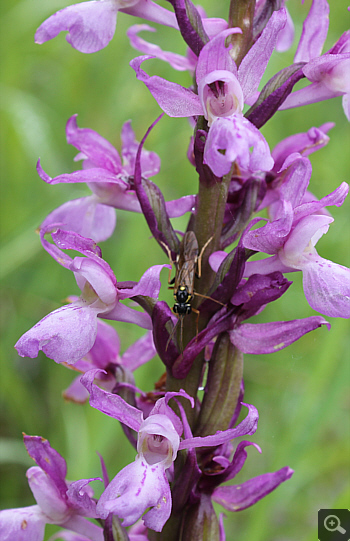 Orchis mascula ssp. signifera, Lago Selva.