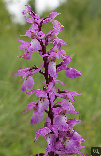 Orchis mascula ssp. signifera, Lago Selva.