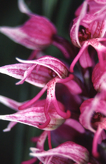 Orchis simia, Kaiserstuhl.