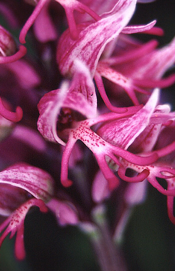 Orchis simia, Kaiserstuhl.