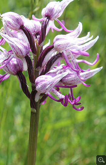 Orchis simia, Forcella di Cervaro.