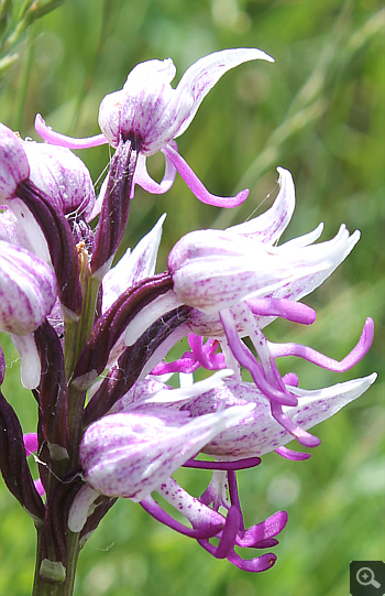 Orchis simia, Forcella di Cervaro.