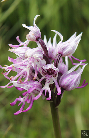 Orchis simia, Forcella di Cervaro.