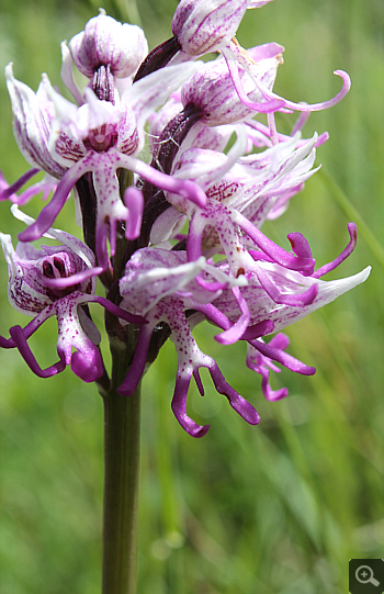 Orchis simia, Forcella di Cervaro.