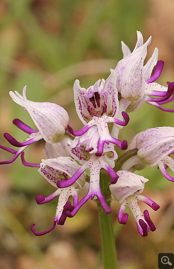 Orchis simia, Katsimpalis.