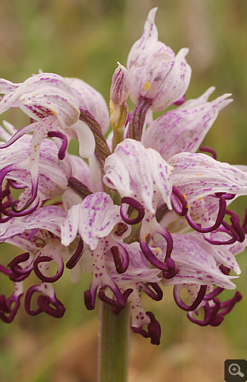 Orchis simia, Katsimpalis.