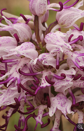 Orchis simia, Katsimpalis.