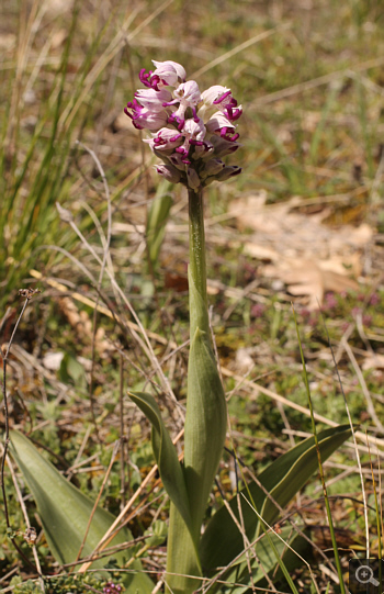 Orchis simia, Geroplatanos.