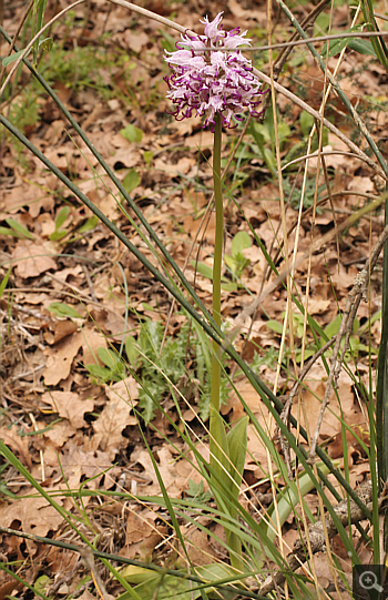 Orchis simia, Katsimpalis.