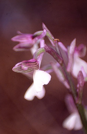 Orchis syriaca, Neo Chorio.