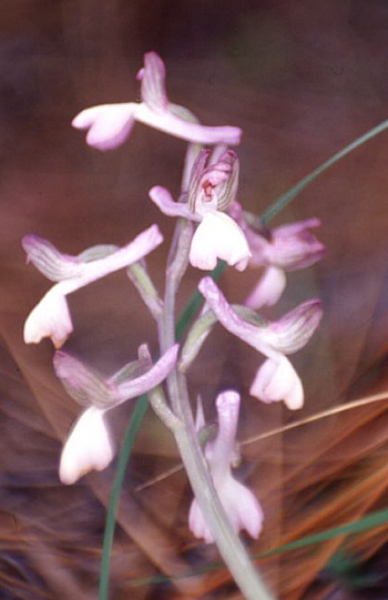 Orchis syriaca, Neo Chorio.