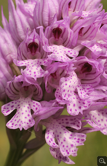 Orchis tridentata, Vrontou.