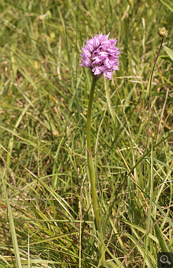 Orchis tridentata, Vrontou.