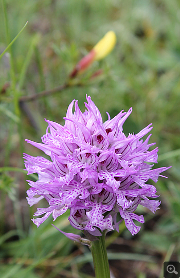 Orchis tridentata, Villetta Barrea.