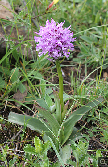 Orchis tridentata, Villetta Barrea.