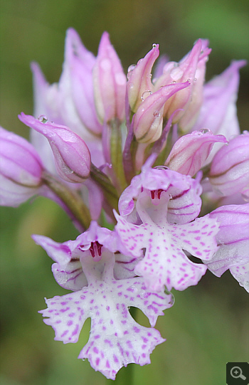 Orchis tridentata, Villetta Barrea.