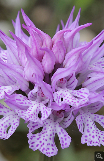 Orchis tridentata, Cervaro.