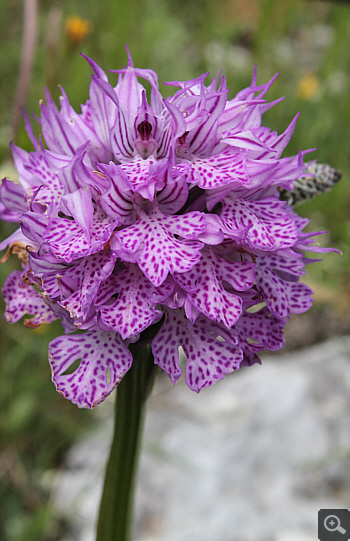 Orchis tridentata, Cervaro.