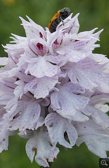 Orchis tridentata, Cervaro.