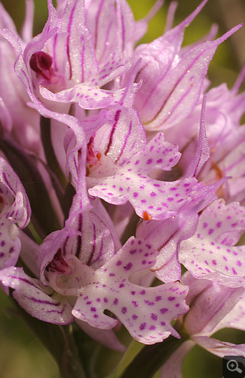 Orchis tridentata, Vrontou.