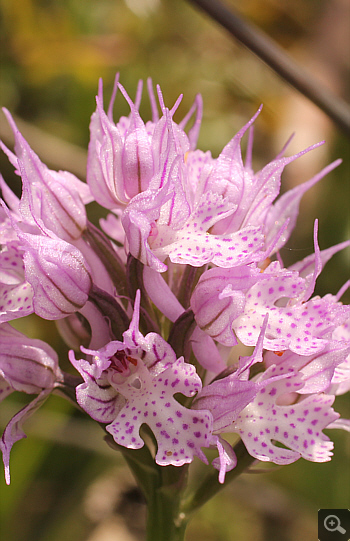Orchis tridentata, Vrontou.