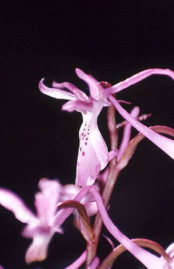 Orchis troodi, Gerasa.