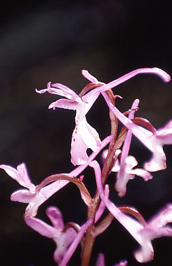 Orchis troodi, Gerasa.