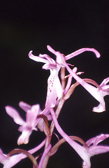Orchis troodi, Gerasa.