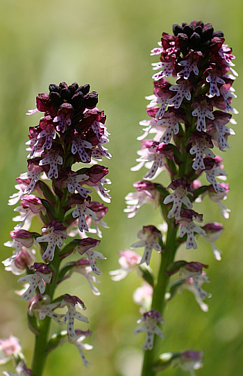 Orchis ustulata ssp. ustulata, district Landsberg.