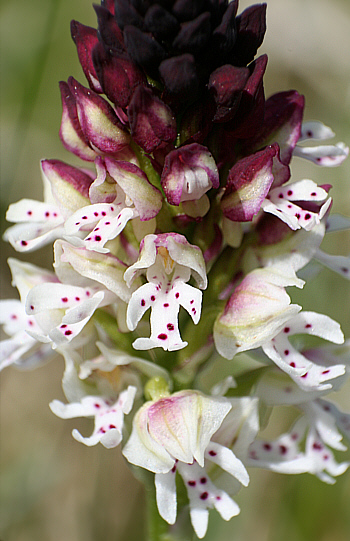 Orchis ustulata ssp. ustulata, bei Augsburg.