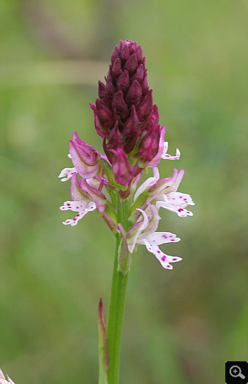 Orchis ustulata ssp. aestivalis, Wolfratshausen.