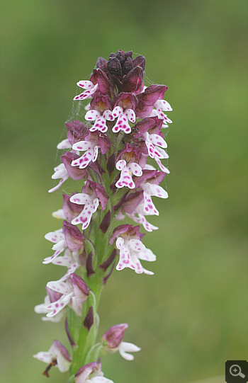 Orchis ustulata ssp. aestivalis, Wolfratshausen.