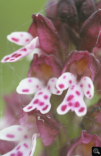 Orchis ustulata ssp. aestivalis, Wolfratshausen.