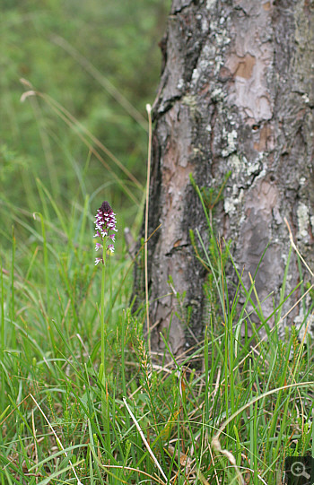 Orchis ustulata ssp. aestivalis, Wolfratshausen.