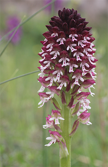 Orchis ustulata ssp. ustulata, Valle delle Monaco.