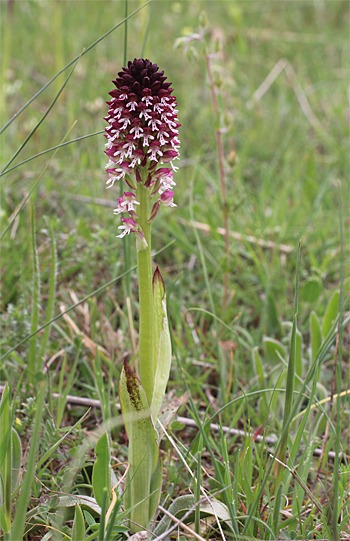 Orchis ustulata ssp. ustulata, Valle delle Monaco.