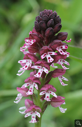 Orchis ustulata ssp. ustulata, Geigelstein.