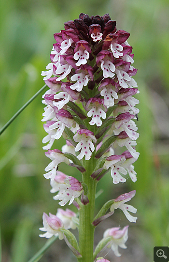 Orchis ustulata ssp. ustulata, Cervaro.