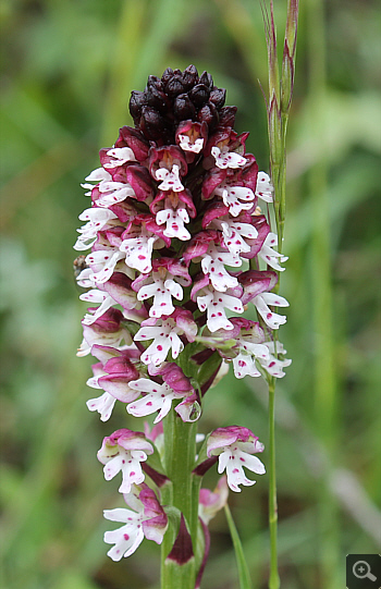 Orchis ustulata ssp. ustulata, Villetta Barrea.