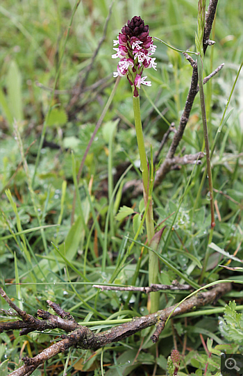 Orchis ustulata ssp. ustulata, Villetta Barrea.