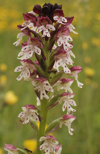 Orchis ustulata ssp. ustulata, Southern Baden.