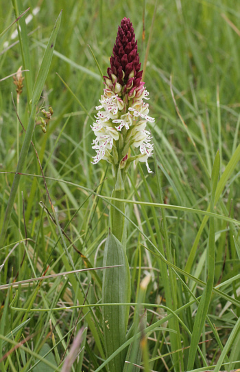 Orchis ustulata ssp. ustulata, südl. Augsburg.