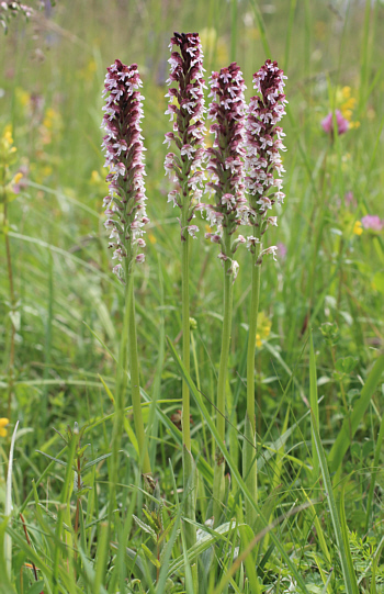 Orchis ustulata ssp. ustulata, Kappel.